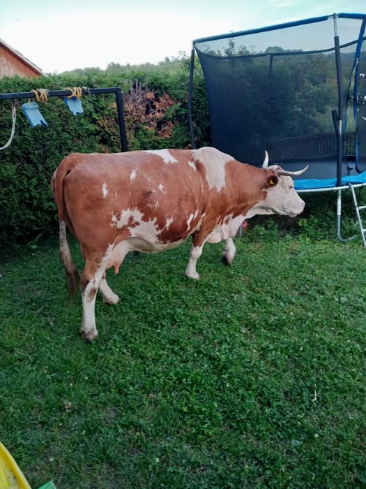 Vând vacă bălțată