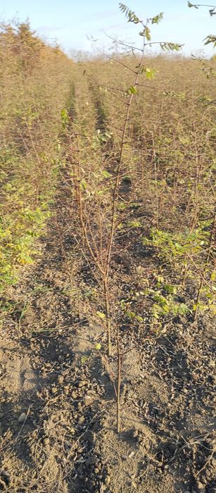 Puieti salcâm robinia Pseudacia preț 50 banii.analtimea de 70 80 cm