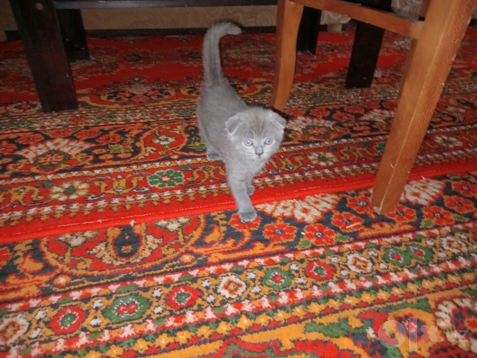 Mushuk Scottish fold