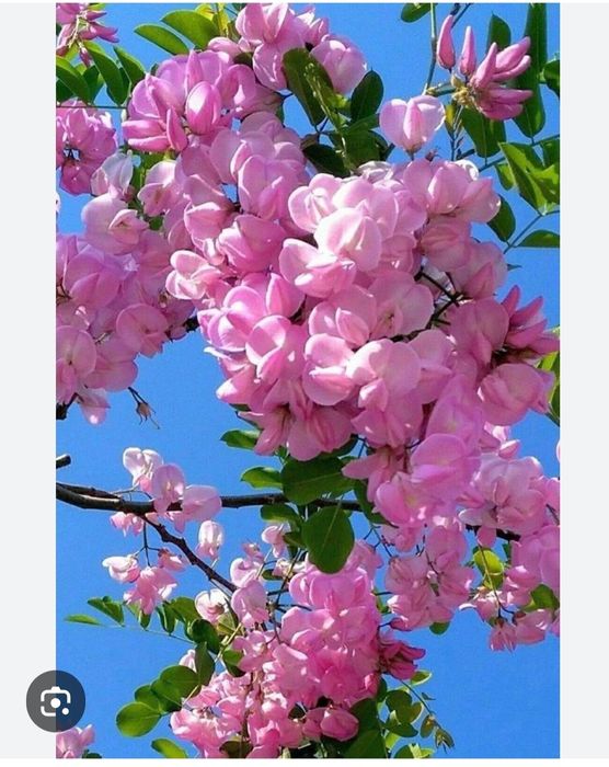 Акация розовая Робения