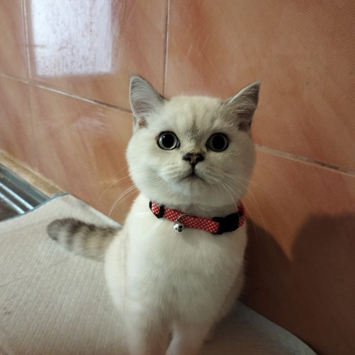British , baietel disponibil! 5 luni. Parintii cu pedigree.