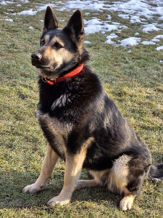 Продам ВЕО девочка