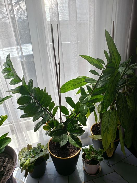 Цветы домашние долларовое дерево