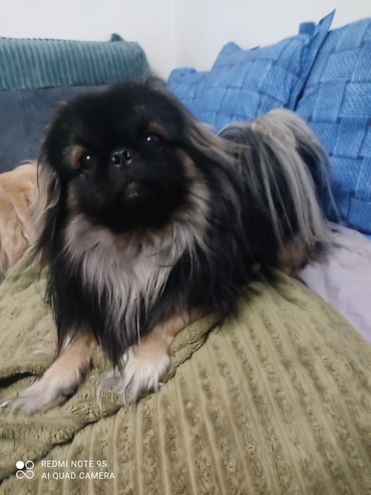 Чистокровные Щенки пекинес