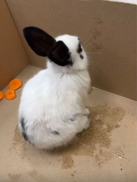 Продам декоративный кролик