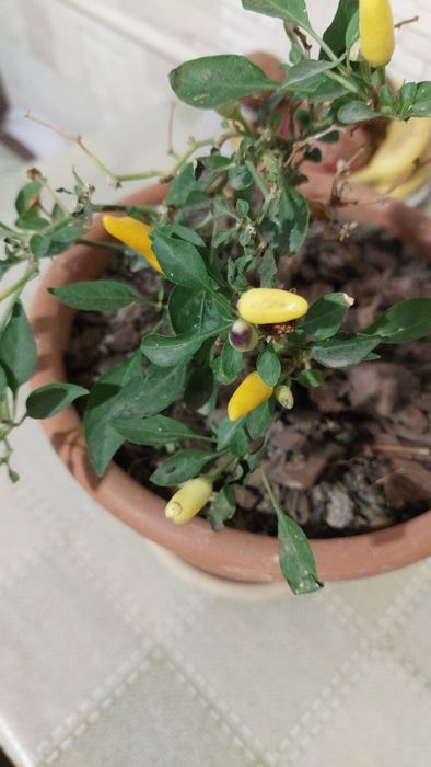 Комнатные цветы ,растения