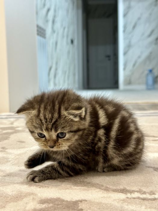 Шотландские котята кошки