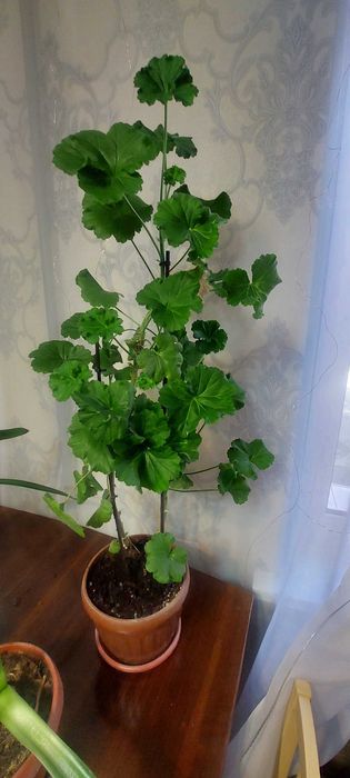 Комнатные растения