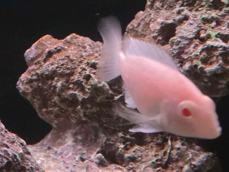 Аулонакара Красная орхидея альбино