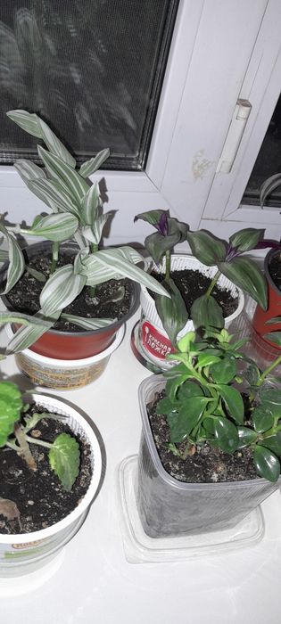 Цветы комнатные недорого. 1000т.