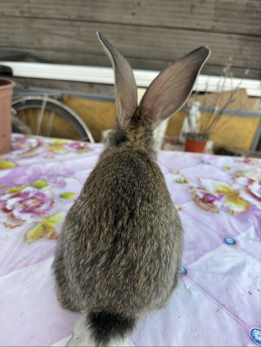 Urias German, Fluture German, Havana