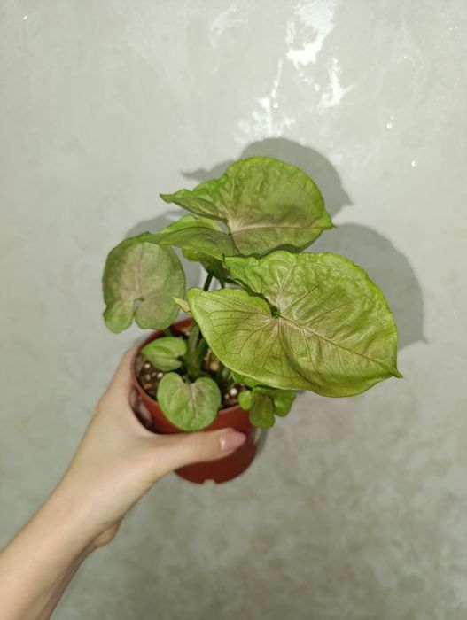 Продаётся сингониум