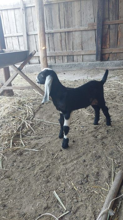 ВЕТЕРИНАР на выезд