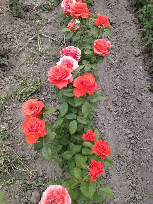 Atirgul роза сортларига гарантия 100