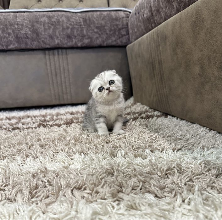 Котята шотландской породы
