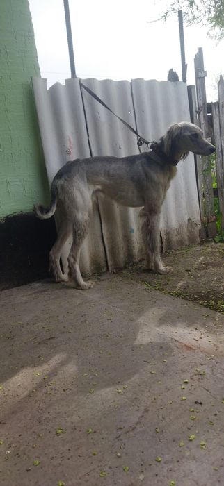 Тазы сатылады  аты көкжал