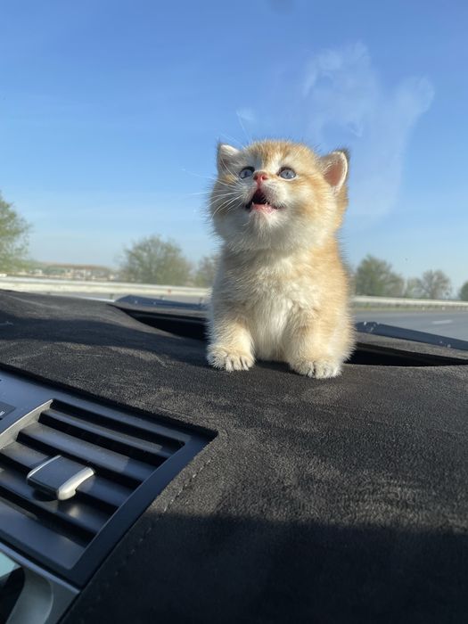Британская шиншилла золото