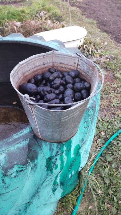 Картофель семена