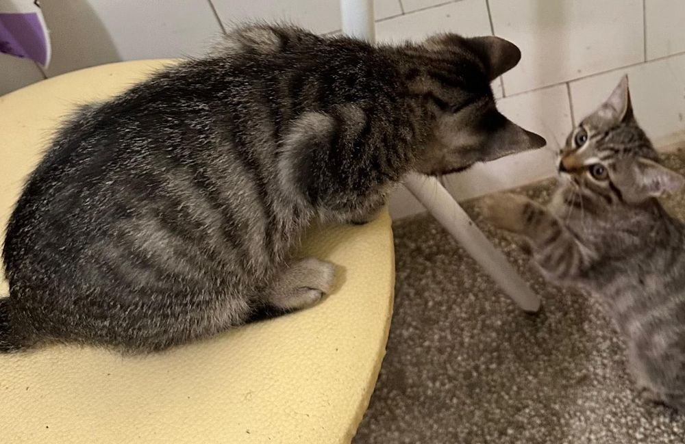 Pisoiasi pentru adoptie
