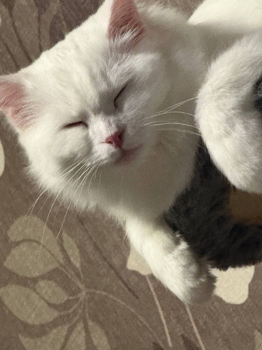 Отдам белую кошечку в добрые руки