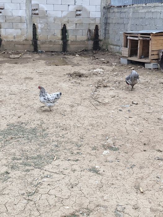 De vanzare o perche de australorp spahi