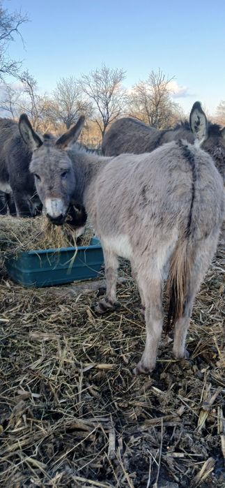 Măgărita tanara gestanta