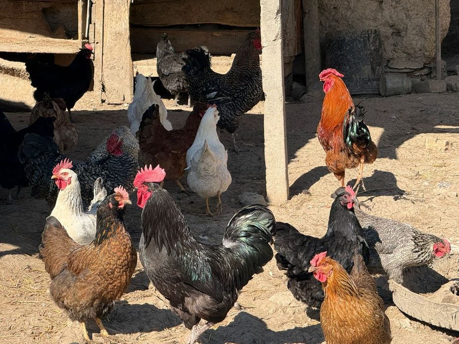 Vând cocosi de țară