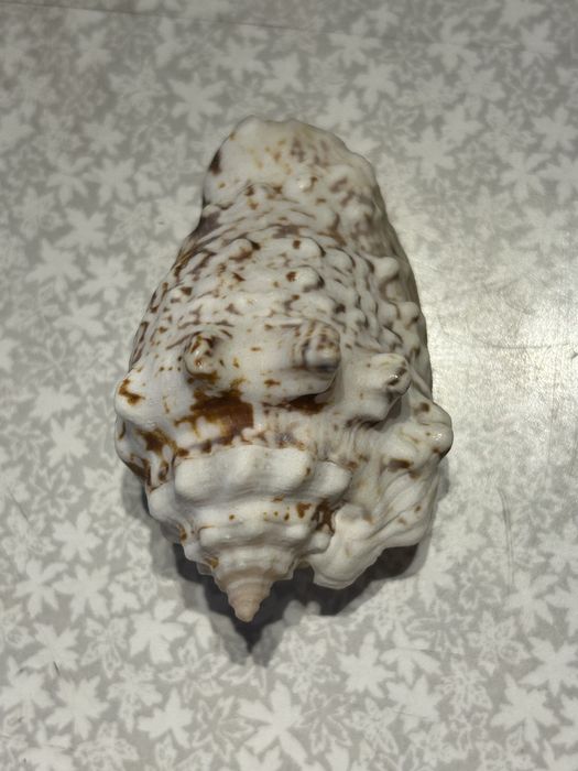 Ракушки разные морские