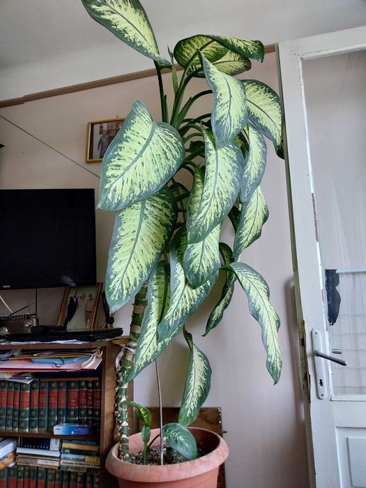 Planta dieffenbachia
