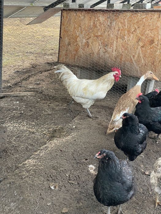 Cocos Australorp Alb de 11 luni