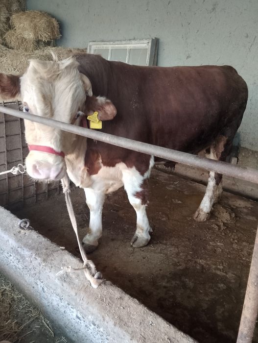 Парода моллар сотилади 45 дан