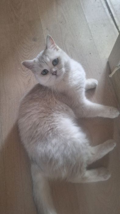 Продается кот вислоухий