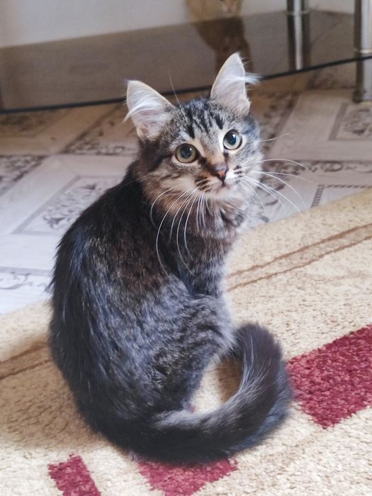 Отдат в добрые руки котята