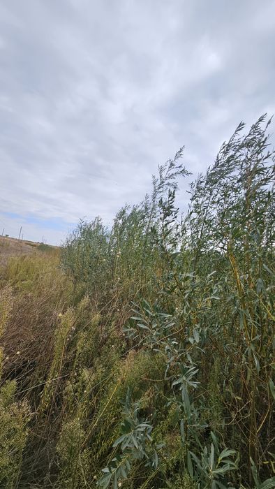 Salcie / Plop cu radacina nuda