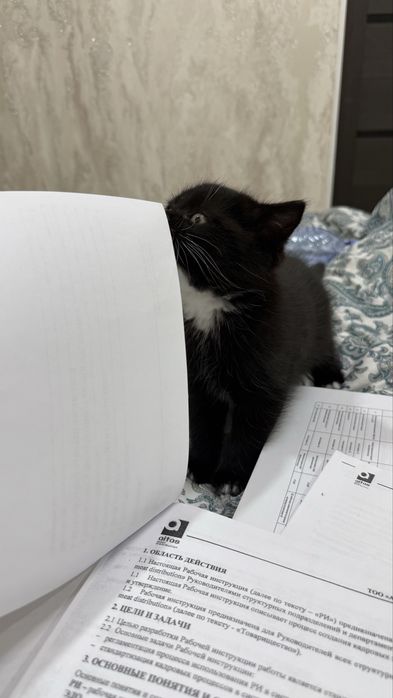 Отдаю котенка в добрые руки!