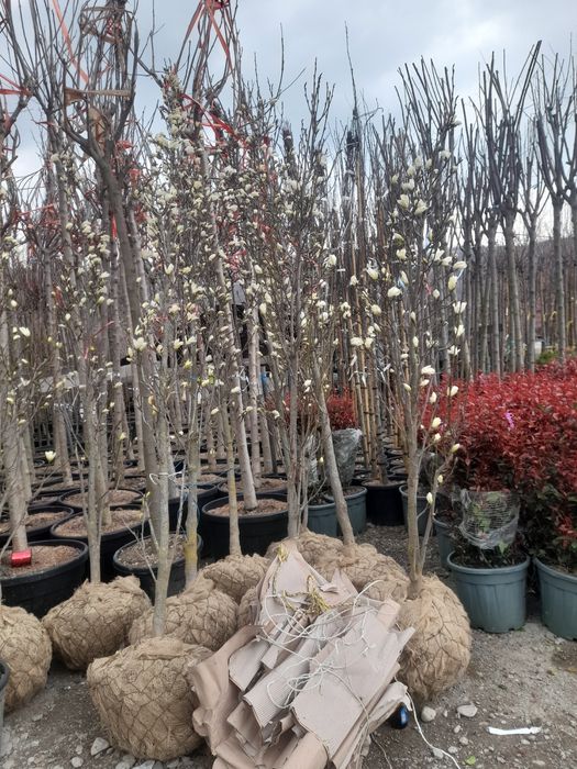 Magnolia Platan Tuia  Mesteacăn