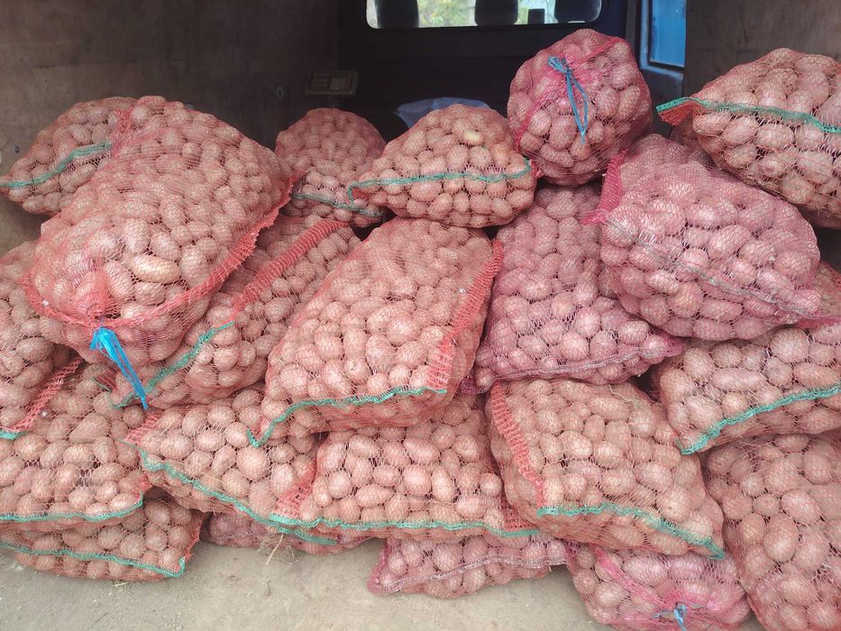 Cartofi roșu de samanta ! ( bellaroso)