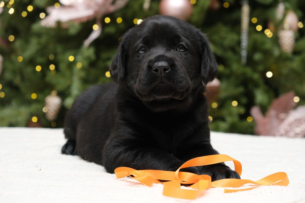 Щенки лабрадора ретривера