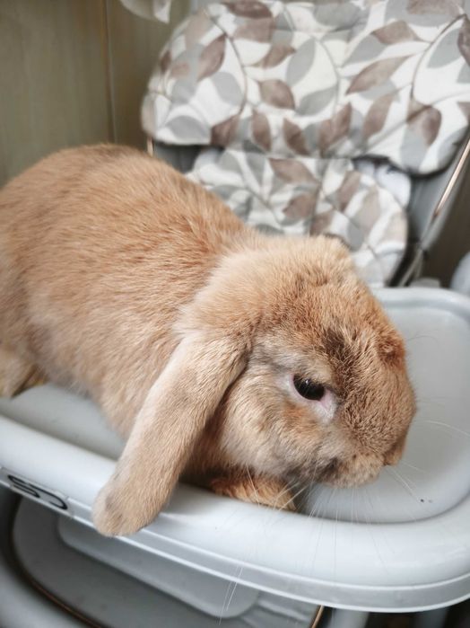 Срочно Продам кролика карликовый баран