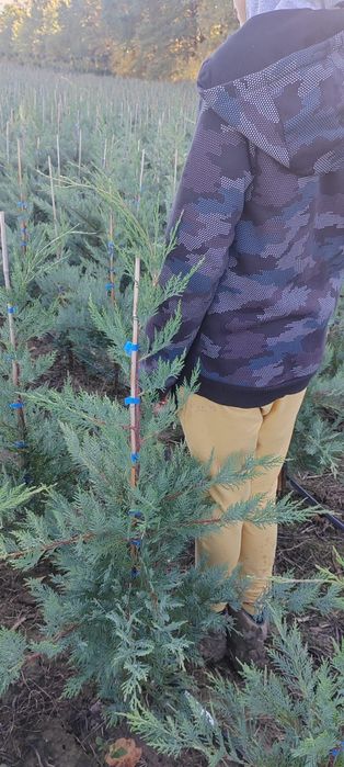 Leylandii de la producător