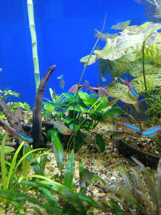 Продам аквариум 250 литров