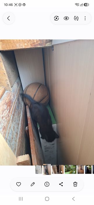 Котенок пристраивается в добрые руки
