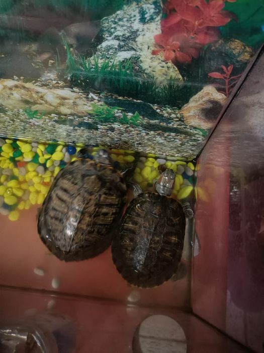 Черепахи две с аквариумом