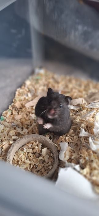 Подарявам хамстерчета.