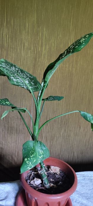 Домашние цветы, диффенбахия