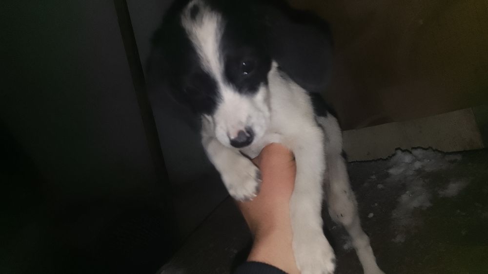 Отдам щенят русский спаниель