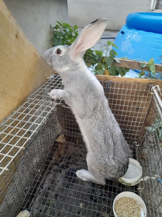 Куйон сотилади 150.000.сум