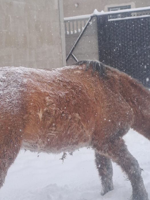 Семіз  жылқы сатылады