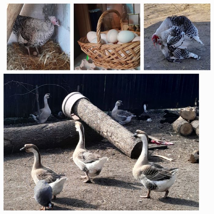 Disponibile ptr incubat 20 oua gâsca chinezească + 5 oua curcă