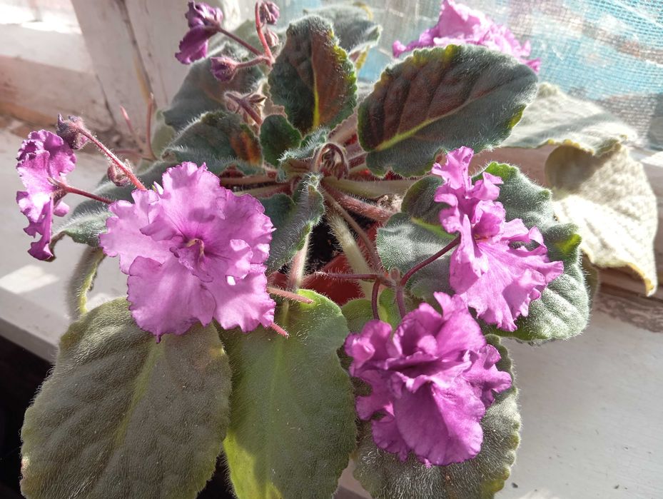 Продаю 1 фиалку.
сортовая цена  33,5т